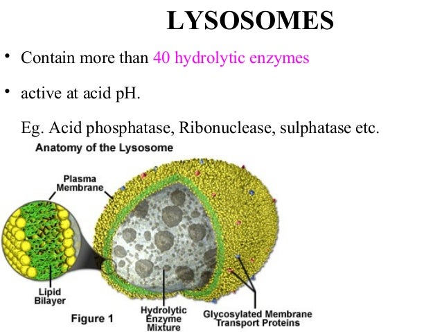 2; origin; structure and function of eucaryotes cells 5 11-2012