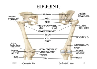 2 Osteology_of_the_lower_limb[1].1111111pptx | PPTX