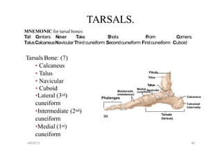 2 Osteology_of_the_lower_limb[1].1111111pptx | PPTX