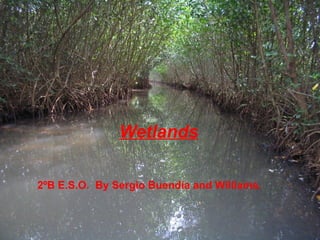 2ºB E.S.O.  By Sergio Buendía and Williams. Wetlands 