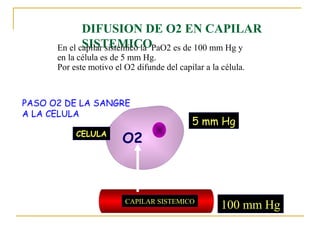 DIFUSION DE O2 EN CAPILAR
             SISTEMICO
      En el capilar sistémico la PaO2 es de 100 mm Hg y
      en la célula es de 5 mm Hg.
      Por este motivo el O2 difunde del capilar a la célula.



PASO O2 DE LA SANGRE
A LA CELULA
                                            5 mm Hg
           CELULA
                        O2



                         CAPILAR SISTEMICO
                                                     100 mm Hg
 