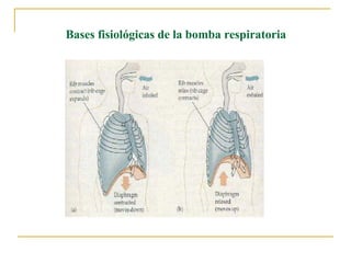 Bases fisiológicas de la bomba respiratoria
 