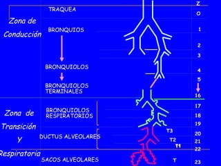 Z
                TRAQUEA
                                           O
   Zona de
                BRONQUIOS                   1
 Conducción
                                           2

                                           3

                BRONQUIOLOS
                                           4
                                           5
                BRONQUIOLOS
                TERMINALES
                                           16

                                           17
                BRONQUIOLOS
 Zona de        RESPIRATORIOS              18
                                           19
Transición                        T3
                                           20
             DUCTUS ALVEOLARES
     Y                             T2      21
                                     T1
                                           22
Respiratoria
               SACOS ALVEOLARES        T   23
 