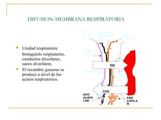 DIFUSION-MEMBRANA RESPIRATORIA

                               MB
                               EPITELI   ESPACIO
                                         INTERSTICI       MB
                               AL
                                         AL               CAPILAR


   Unidad respiratoria:       SUST.TE
    bronquiolo respiratorio,   NSIOAC
                               TIVA
    conductos alveolares,
    sacos alveolares.                             O2
   El recambio gaseoso se      ALVEOLO
    produce a nivel de los                             CAPIL
    acinos respiratorios.                              AR


                                            CO2
                               EPIT.
                               ALVEO                           END.
                               LAR                             CAPILA
                                                               R
 