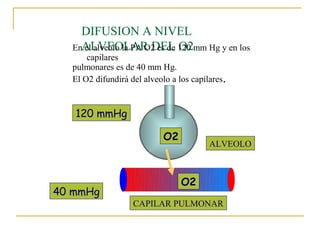 DIFUSION A NIVEL
  EnALVEOLAR DEL 120 mm Hg y en los
    el alveolo la PA O2 es de O2
      capilares
  pulmonares es de 40 mm Hg.
  El O2 difundirá del alveolo a los capilares.


   120 mmHg

                            O2
                                         ALVEOLO



                                 O2
40 mmHg
                   CAPILAR PULMONAR
 