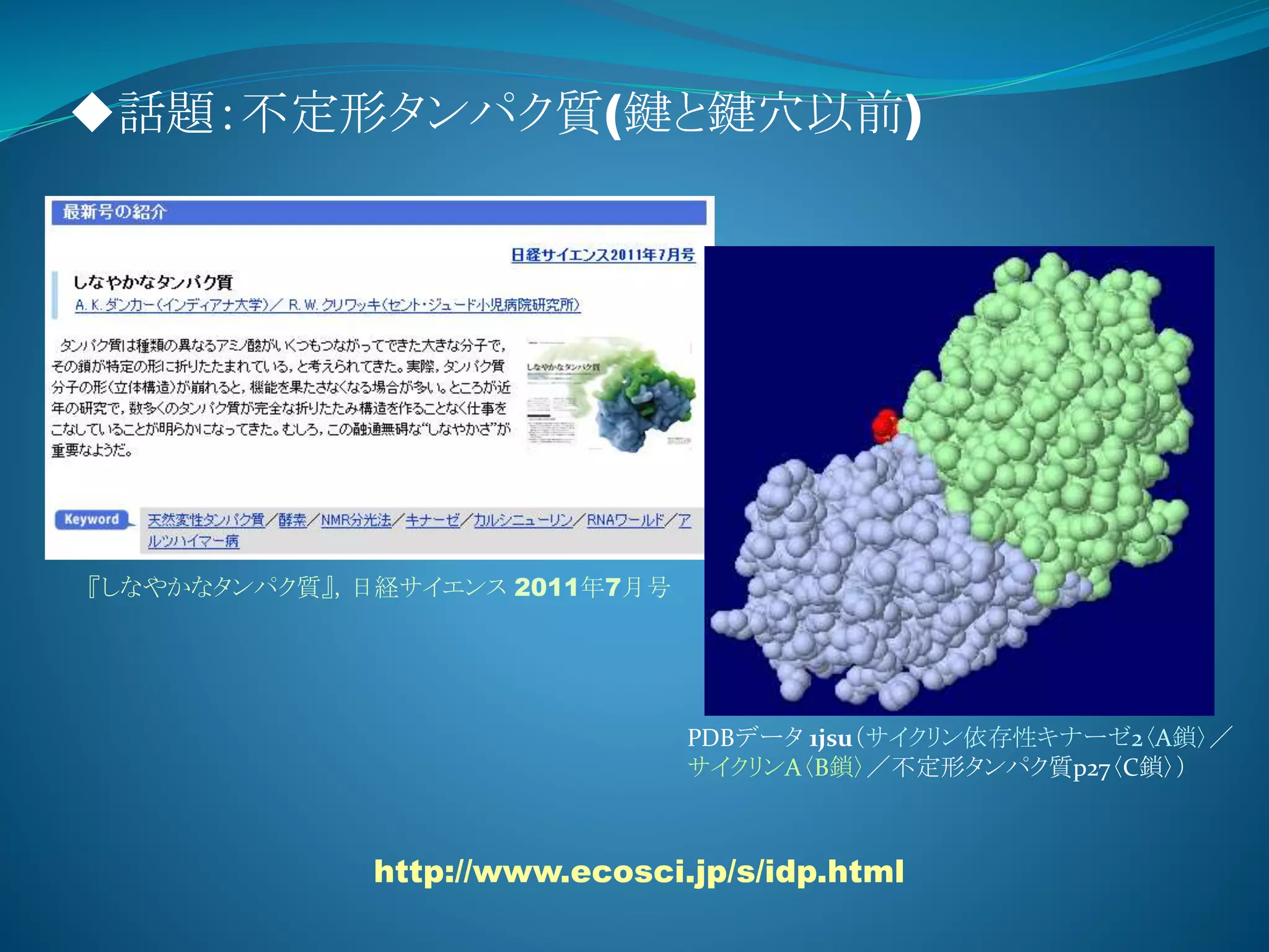 ◆話題：不定形タンパク質(鍵と鍵穴以前)
http://www.ecosci.jp/s/idp.html
『しなやかなタンパク質』，日経サイエンス 2011年7月号
PDBデータ 1jsu（サイクリン依存性キナーゼ2〈A鎖〉／
サイクリンA〈B鎖〉／不定形タンパク質p27〈C鎖〉）
 
