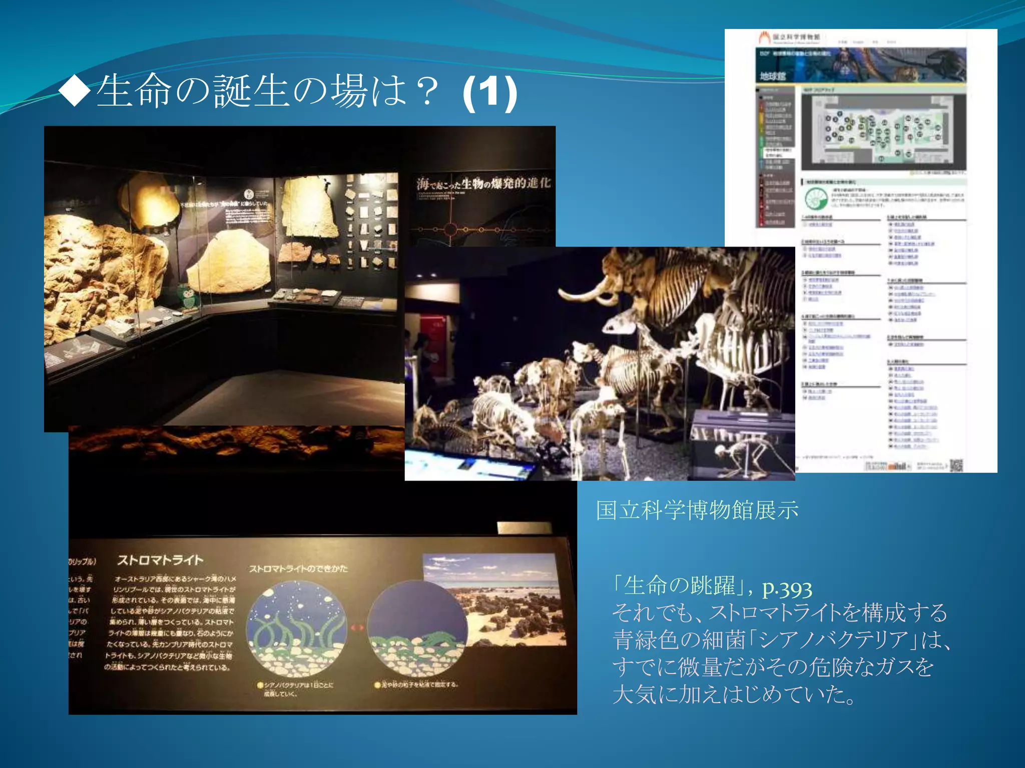 ◆生命の誕生の場は？ (1)
「生命の跳躍」，p.393
それでも、ストロマトライトを構成する
青緑色の細菌「シアノバクテリア」は、
すでに微量だがその危険なガスを
大気に加えはじめていた。
国立科学博物館展示
 