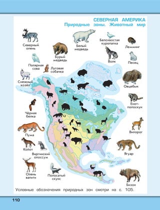 111100
СЕВЕРНАЯ АМЕРИКА
Природные зоны. Животный мир
Условные обозначения природных зон смотри на с. 105.
 