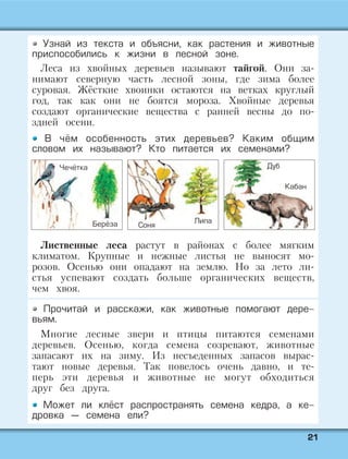 2211
Узнай из текста и объясни, как растения и животные
приспособились к жизни в лесной зоне.
Леса из хвойных деревьев называют тайгой. Они за-
нимают северную часть лесной зоны, где зима более
суровая. Жёсткие хвоинки остаются на ветках круглый
год, так как они не боятся мороза. Хвойные деревья
создают органические вещества с ранней весны до по-
здней осени.
В чём особенность этих деревьев? Каким общим
словом их называют? Кто питается их семенами?
Лиственные леса растут в районах с более мягким
климатом. Крупные и нежные листья не выносят мо-
розов. Осенью они опадают на землю. Но за лето ли-
стья успевают создать больше органических веществ,
чем хвоя.
Прочитай и расскажи, как животные помогают дере-
вьям.
Многие лесные звери и птицы питаются семенами
деревьев. Осенью, когда семена созревают, животные
запасают их на зиму. Из несъеденных запасов вырас-
тают новые деревья. Так повелось очень давно, и те-
перь эти деревья и животные не могут обходиться
друг без друга.
Может ли клёст распространять семена кедра, а ке-
дровка — семена ели?
Берёза
Чечётка
Липа
Соня
Кабан
Дуб
 