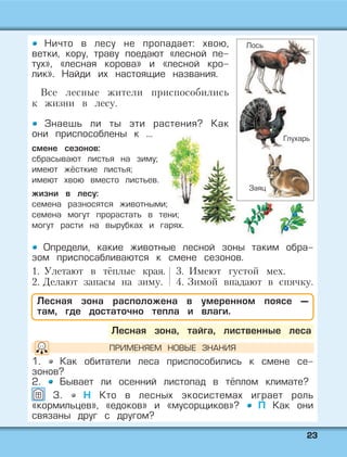 2233
Ничто в лесу не пропадает: хвою,
ветки, кору, траву поедают «лесной пе-
тух», «лесная корова» и «лесной кро-
лик». Найди их настоящие названия.
Все лесные жители приспособились
к жизни в лесу.
Знаешь ли ты эти растения? Как
они приспособлены к …
Определи, какие животные лесной зоны таким обра-
зом приспосабливаются к смене сезонов.
1. Улетают в тёплые края. 3. Имеют густой мех.
2. Делают запасы на зиму. 4. Зимой впадают в спячку.
Лесная зона расположена в умеренном поясе —
там, где достаточно тепла и влаги.
Лесная зона, тайга, лиственные леса
1. Как обитатели леса приспособились к смене се-
зонов?
2. Бывает ли осенний листопад в тёплом климате?
3. Н Кто в лесных экосистемах играет роль
«кормильцев», «едоков» и «мусорщиков»? П Как они
связаны друг с другом?
ПРИМЕНЯЕМ НОВЫЕ ЗНАНИЯ
смене сезонов:
сбрасывают листья на зиму;
имеют жёсткие листья;
имеют хвою вместо листьев.
жизни в лесу:
семена разносятся животными;
семена могут прорастать в тени;
могут расти на вырубках и гарях.
Глухарь
Лось
Заяц
 