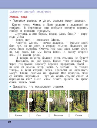 2244
Жизнь леса
Прочитай рассказ и узнай, сколько живут деревья.
Как-то летом Миша и Лена ходили с дедушкой за
грибами. В березняке они набрали полную корзину
грибов и присели отдохнуть.
– Дедушка, а эти берёзы всегда здесь были? – спро-
сила Лена.
– Вовсе нет! – вмешался Миша.
– Конечно, Миша, – начал дедушка. – Раньше здесь
был лес, но не этот, а старый ельник. Недалеко от-
сюда была вырубка. Оттуда ещё мой отец возил брёв-
на для дома, где мы тогда жили. В войну сгорело
всё… До самой речки.
– И теперь никогда больше здесь ельника не будет?
– Погодите, не всё сразу. После того пожара уже
через год-другой повсюду берёзки прорастать стали –
не зря их семена ветер носит. А ёлочки – те только
теперь, в тени старых берёз, прорасти да окрепнуть
могут. Гляди, сколько их кругом! Вот придёшь сюда
со своими внучатами – тут уж опять ельник стоит. А
берёзки-то где? Подо мхом лежат, грибам да траве
снова жизнь дают.
Догадайся, что показывают стрелки.
Ельник Гарь Березняк Ельник
ДОПОЛНИТЕЛЬНЫЙ МАТЕРИАЛ
 