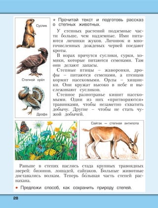 2288
Прочитай текст и подготовь рассказ
о степных животных.
У степных растений подземные час-
ти больше, чем надземные. Ими пита-
ются личинки жуков. Личинок и мно-
гочисленных дождевых червей поедают
кроты.
В норах прячутся суслики, сурки, хо-
мяки, которые питаются семенами. Там
они делают запасы.
Степные птицы – жаворонки, дро-
фы – питаются семенами, а птенцов
кормят насекомыми. Орлы – хищни-
ки. Они кружат высоко в небе и вы-
слеживают сусликов.
Степное разнотравье кишит насеко-
мыми. Одни из них «притворяются»
травинками, чтобы незаметно схватить
добычу. Другие – чтобы не стать чу-
жой добычей.
Раньше в степях паслись стада крупных травоядных
зверей: бизонов, лошадей, сайгаков. Больные животные
доставались волкам. Теперь бо'льшая часть степей рас-
пахана.
Предложи способ, как сохранить природу степей.
Сайгак — степная антилопа
Суслик
Степной орёл
Дрофа
 