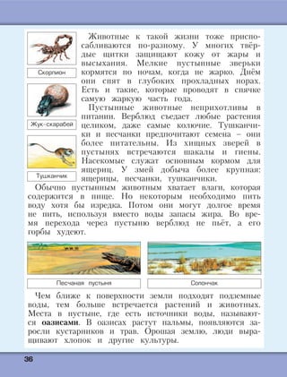 3366
Животные к такой жизни тоже приспо-
сабливаются по-разному. У многих твёр-
дые щитки защищают кожу от жары и
высыхания. Мелкие пустынные зверьки
кормятся по ночам, когда не жарко. Днём
они спят в глубоких прохладных норах.
Есть и такие, которые проводят в спячке
самую жаркую часть года.
Пустынные животные неприхотливы в
питании. Верблюд съедает любые растения
целиком, даже самые колючие. Тушканчи-
ки и песчанки предпочитают семена – они
более питательны. Из хищных зверей в
пустынях встречаются шакалы и гиены.
Насекомые служат основным кормом для
ящериц. У змей добыча более крупная:
ящерицы, песчанки, тушканчики.
Обычно пустынным животным хватает влаги, которая
содержится в пище. Но некоторым необходимо пить
воду хотя бы изредка. Потом они могут долгое время
не пить, используя вместо воды запасы жира. Во вре-
мя перехода через пустыню верблюд не пьёт, а его
горбы худеют.
Чем ближе к поверхности земли подходят подземные
воды, тем больше встречается растений и животных.
Места в пустыне, где есть источники воды, называют-
ся оазисами. В оазисах растут пальмы, появляются за-
росли кустарников и трав. Орошая землю, люди выра-
щивают хлопок и другие культуры.
Песчаная пустыня Солончак
Скорпион
Жук-скарабей
Тушканчик
 