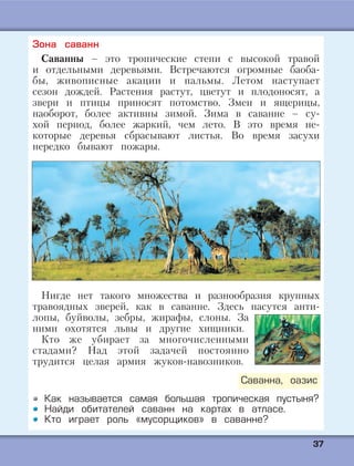 3377
Зона саванн
Саванны – это тропические степи с высокой травой
и отдельными деревьями. Встречаются огромные баоба-
бы, живописные акации и пальмы. Летом наступает
сезон дождей. Растения растут, цветут и плодоносят, а
звери и птицы приносят потомство. Змеи и ящерицы,
наоборот, более активны зимой. Зима в саванне – су-
хой период, более жаркий, чем лето. В это время не-
которые деревья сбрасывают листья. Во время засухи
нередко бывают пожары.
Нигде нет такого множества и разнообразия крупных
травоядных зверей, как в саванне. Здесь пасутся анти-
лопы, буйволы, зебры, жирафы, слоны. За
ними охотятся львы и другие хищники.
Кто же убирает за многочисленными
стадами? Над этой задачей постоянно
трудится целая армия жуков-навозников.
Как называется самая большая тропическая пустыня?
Найди обитателей саванн на картах в атласе.
Кто играет роль «мусорщиков» в саванне?
Саванна, оазис
 