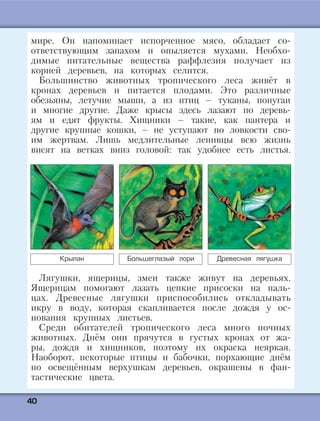 4400
мире. Он напоминает испорченное мясо, обладает со-
ответствующим запахом и опыляется мухами. Необхо-
димые питательные вещества раффлезия получает из
корней деревьев, на которых селится.
Большинство животных тропического леса живёт в
кронах деревьев и питается плодами. Это различные
обезьяны, летучие мыши, а из птиц – туканы, попугаи
и многие другие. Даже крысы здесь лазают по деревь-
ям и едят фрукты. Хищники – такие, как пантера и
другие крупные кошки, – не уступают по ловкости сво-
им жертвам. Лишь медлительные ленивцы всю жизнь
висят на ветках вниз головой: так удобнее есть листья.
Лягушки, ящерицы, змеи также живут на деревьях.
Ящерицам помогают лазать цепкие присоски на паль-
цах. Древесные лягушки приспособились откладывать
икру в воду, которая скапливается после дождя у ос-
нования крупных листьев.
Среди обитателей тропического леса много ночных
животных. Днём они прячутся в густых кронах от жа-
ры, дождя и хищников, поэтому их окраска неяркая.
Наоборот, некоторые птицы и бабочки, порхающие днём
по освещённым верхушкам деревьев, окрашены в фан-
тастические цвета.
Крылан Большеглазый лори Древесная лягушка
 