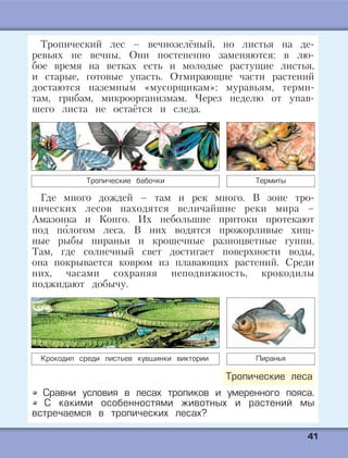4411
Тропический лес – вечнозелёный, но листья на де-
ревьях не вечны. Они постепенно заменяются: в лю-
бое время на ветках есть и молодые растущие листья,
и старые, готовые упасть. Отмирающие части растений
достаются наземным «мусорщикам»: муравьям, терми-
там, грибам, микроорганизмам. Через неделю от упав-
шего листа не остаётся и следа.
Где много дождей – там и рек много. В зоне тро-
пических лесов находятся величайшие реки мира –
Амазонка и Конго. Их небольшие притоки протекают
под по'логом леса. В них водятся прожорливые хищ-
ные рыбы пираньи и крошечные разноцветные гуппи.
Там, где солнечный свет достигает поверхности воды,
она покрывается ковром из плавающих растений. Среди
них, часами сохраняя неподвижность, крокодилы
поджидают добычу.
Сравни условия в лесах тропиков и умеренного пояса.
С какими особенностями животных и растений мы
встречаемся в тропических лесах?
Тропические леса
Тропические бабочки Термиты
ПираньяКрокодил среди листьев кувшинки виктории
 