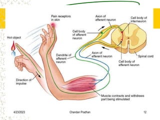 4/23/2023 Chandan Pradhan 12
 