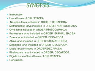 Larval Forms Of Crustaceans Larval Forms Of Crustaceans