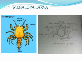 Larval Forms Of Crustaceans Larval Forms Of Crustaceans