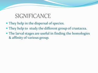 Larval Forms Of Crustaceans