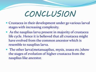 Larval Forms Of Crustaceans