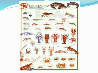 Larval Forms Of Crustaceans