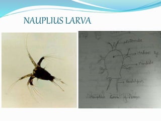 Larval Forms Of Crustaceans Larval Forms Of Crustaceans