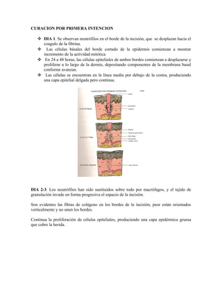 CURACION POR PRIMERA INTENCION
 DIA 1. Se observan neutrófilos en el borde de la incisión, que se desplazan hacia el
coagulo de la fibrina.
 Las células básales del borde cortado de la epidermis comienzan a mostrar
incremento de la actividad mitótica.
 En 24 a 48 horas, las células epiteliales de ambos bordes comienzan a desplazarse y
proliferar a lo largo de la dermis, depositando componentes de la membrana basal
conforme avanzan.
 Las células se encuentran en la línea media por debajo de la costra, produciendo
una capa epitelial delgada pero continua.
DIA 2-3. Los neutrófilos han sido sustituidos sobre todo por macrófagos, y el tejido de
granulación invade en forma progresiva el espacio de la incisión.
Son evidentes las fibras de colágeno en los bordes de la incisión, peor están orientados
verticalmente y no unen los bordes.
Continua la proliferación de células epiteliales, produciendo una capa epidérmica gruesa
que cubre la herida.
 