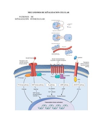 MECANISMOS DE SEÑALIZACION CELULAR
PATRONES DE
SEÑALIZACIÓN INTERCELULAR
 