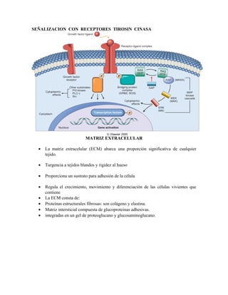 SEÑALIZACION CON RECEPTORES TIROSIN CINASA
MATRIZ EXTRACELULAR
• La matriz extracelular (ECM) abarca una proporción significativa de cualquier
tejido.
• Turgencia a tejidos blandos y rigidez al hueso
• Proporciona un sustrato para adhesión de la célula
• Regula el crecimiento, movimiento y diferenciación de las células vivientes que
contiene
• La ECM consta de:
• Proteínas estructurales fibrosas: son colágeno y elastina.
• Matriz intersticial compuesta de glucoproteinas adhesivas.
• integradas en un gel de proteoglucano y glucosaminoglucano.
 