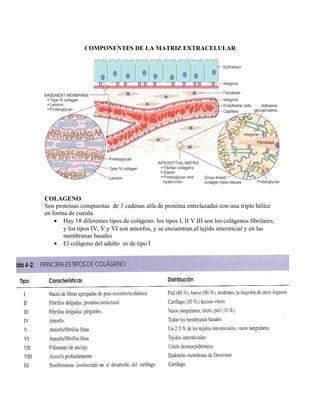 COMPONENTES DE LA MATRIZ EXTRACELULAR
COLAGENO
Son proteínas compuestas de 3 cadenas alfa de proteína entrelazadas con una triple hélice
en forma de cuerda.
• Hay 18 diferentes tipos de colágeno: los tipos I, II Y III son los colágenos fibrilares,
y los tipos IV, V y VI son amorfos, y se encuentran el tejido intersticial y en las
membranas basales
• El colágeno del adulto es de tipo I
 