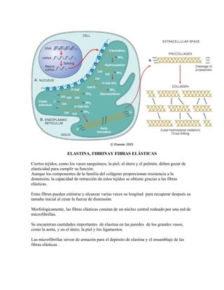 ELASTINA, FIBRINAY FIBRAS ELÁSTICAS
Ciertos tejidos, como los vasos sanguíneos, la piel, el útero y el pulmón, deben gozar de
elasticidad para cumplir su función.
Aunque los componentes de la familia del colágeno proporcionan resistencia a la
distensión, la capacidad de retracción de estos tejidos se obtiene gracias a las fibras
elásticas.
Estas fibras pueden estirarse y alcanzar varias veces su longitud para recuperar después su
tamaño inicial al cesar la fuerza de distensión.
Morfológicamente, las fibras elásticas constan de un núcleo central rodeado por una red de
microfibrillas.
Se encuentran cantidades importantes de elastina en las paredes de los grandes vasos,
como la aorta, y en el útero, la piel y los ligamentos.
Las microfibrillas sirven de armazón para el depósito de elastina y el ensamblaje de las
fibras elásticas .
 