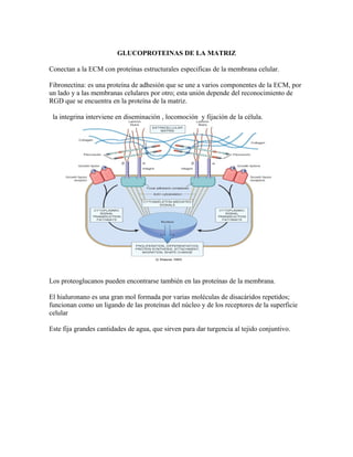 GLUCOPROTEINAS DE LA MATRIZ
Conectan a la ECM con proteínas estructurales especificas de la membrana celular.
Fibronectina: es una proteína de adhesión que se une a varios componentes de la ECM, por
un lado y a las membranas celulares por otro; esta unión depende del reconocimiento de
RGD que se encuentra en la proteína de la matriz.
la integrina interviene en diseminación , locomoción y fijación de la célula.
Los proteoglucanos pueden encontrarse también en las proteínas de la membrana.
El hialuronano es una gran mol formada por varias moléculas de disacáridos repetidos;
funcionan como un ligando de las proteínas del núcleo y de los receptores de la superficie
celular
Este fija grandes cantidades de agua, que sirven para dar turgencia al tejido conjuntivo.
 