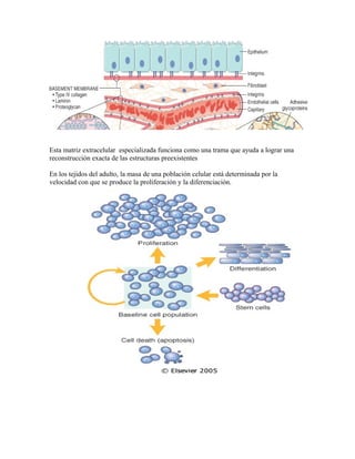 Esta matriz extracelular especializada funciona como una trama que ayuda a lograr una
reconstrucción exacta de las estructuras preexistentes
En los tejidos del adulto, la masa de una población celular está determinada por la
velocidad con que se produce la proliferación y la diferenciación.
 