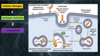Dental pain (Irreversible pulpitis: Pathophysiology) | PPTX