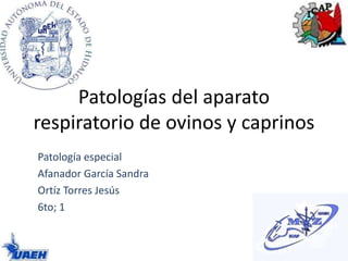 Patologías del aparato
respiratorio de ovinos y caprinos
Patología especial
Afanador García Sandra
Ortíz Torres Jesús
6to; 1

 