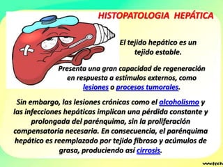 HISTOPATOLOGIA HEPÁTICA

                               El tejido hepático es un
                                    tejido estable.

             Presenta una gran capacidad de regeneración
                en respuesta a estímulos externos, como
                     lesiones o procesos tumorales.
 Sin embargo, las lesiones crónicas como el alcoholismo y
las infecciones hepáticas implican una pérdida constante y
      prolongada del parénquima, sin la proliferación
compensatoria necesaria. En consecuencia, el parénquima
 hepático es reemplazado por tejido fibroso y acúmulos de
              grasa, produciendo así cirrosis.
 