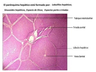 El parénquima hepático está formado por: Lobulillos hepáticos,
Sinusoides hepáticos, Espacio de Disse, Espacios porta o tríadas
 