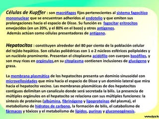 Células de Kupffer : son macrófagos fijos pertenecientes al sistema fagocítico
mononuclear que se encuentran adheridos al endotelio y que emiten sus
prolongaciones hacia el espacio de Disse. Su función es fagocitar eritrocitos
envejecidos (en un 20%, y el 80% en el bazo) y otros antígenos.
Además actúan como células presentadoras de antígeno.

Hepatocitos : constituyen alrededor del 80 por ciento de la población celular
del tejido hepático. Son células poliédricas con 1 o 2 núcleos esféricos poliploides y
un nucléolo prominente. Presentan el citoplasma acidófilo con cuerpos basófilos, y
son muy ricos en orgánulos,en su citoplasma contienen inclusiones de glucógeno y
grasa.

La membrana plasmática de los hepatocitos presenta un dominio sinusoidal con
microvellosidades que mira hacia el espacio de Disse y un dominio lateral que mira
hacia el hepatocito vecino. Las membranas plasmáticas de dos hepatocitos
contiguos delimitan un canalículo donde será secretada la bilis. La presencia de
múltiples orgánulos en el hepatocito se relaciona con sus múltiples funciones: la
síntesis de proteínas (albúmina, fibrinógeno y lipoproteínas del plasma), el
metabolismo de hidratos de carbono, la formación de bilis, el catabolismo de
fármacos y tóxicos y el metabolismo de lípidos, purinas y gluconeogénesis.
 