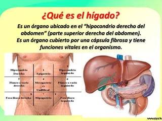 ¿Qué es el hígado?
Es un órgano ubicado en el “hipocondrio derecho del
  abdomen” (parte superior derecha del abdomen).
Es un órgano cubierto por una cápsula fibrosa y tiene
         funciones vitales en el organismo.
 