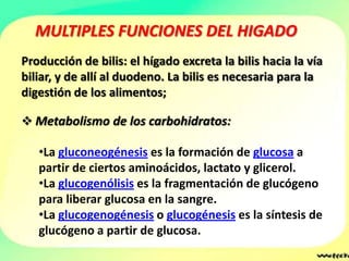 MULTIPLES FUNCIONES DEL HIGADO
Producción de bilis: el hígado excreta la bilis hacia la vía
biliar, y de allí al duodeno. La bilis es necesaria para la
digestión de los alimentos;

 Metabolismo de los carbohidratos:

   •La gluconeogénesis es la formación de glucosa a
   partir de ciertos aminoácidos, lactato y glicerol.
   •La glucogenólisis es la fragmentación de glucógeno
   para liberar glucosa en la sangre.
   •La glucogenogénesis o glucogénesis es la síntesis de
   glucógeno a partir de glucosa.
 