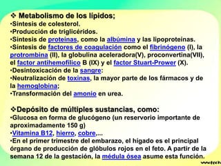  Metabolismo de los lípidos;
•Síntesis de colesterol.
•Producción de triglicéridos.
•Síntesis de proteínas, como la albúmina y las lipoproteínas.
•Síntesis de factores de coagulación como el fibrinógeno (I), la
protrombina (II), la globulina aceleradora(V), proconvertina(VII),
el factor antihemofílico B (IX) y el factor Stuart-Prower (X).
•Desintoxicación de la sangre:
•Neutralización de toxinas, la mayor parte de los fármacos y de
la hemoglobina;
•Transformación del amonio en urea.

Depósito de múltiples sustancias, como:
•Glucosa en forma de glucógeno (un reservorio importante de
aproximadamente 150 g)
•Vitamina B12, hierro, cobre,...
•En el primer trimestre del embarazo, el hígado es el principal
órgano de producción de glóbulos rojos en el feto. A partir de la
semana 12 de la gestación, la médula ósea asume esta función.
 