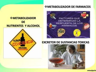 METABOLIZADOR DE FARMACOS


  METABOLIZADOR
         DE
NUTRIENTES Y ALCOHOL




                   EXCRETOR DE SUSTANCIAS TOXICAS
 