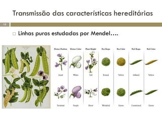 Transmissão das características hereditárias
13


        Linhas puras estudadas por Mendel….
 