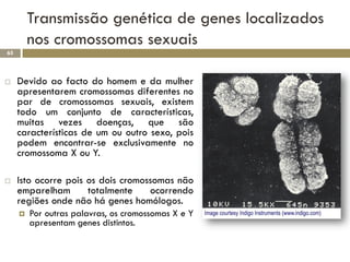 Transmissão genética de genes localizados
         nos cromossomas sexuais
65




    Devido ao facto do homem e da mulhe...