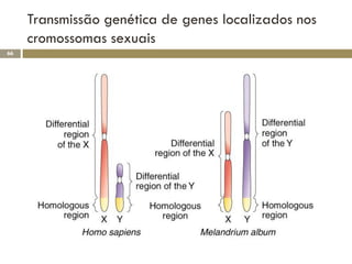 Transmissão genética de genes localizados nos
     cromossomas sexuais
66
 