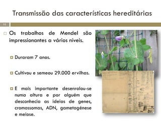 Transmissão das características hereditárias
11


    Os trabalhos de Mendel são
     impressionantes a vários níveis.

        Duraram 7 anos.

        Cultivou e semeou 29.000 ervilhas.

        E mais importante desenrolou-se
         numa altura e por alguém que
         desconhecia as ideias de genes,
         cromossomas, ADN, gametogénese
         e meiose.
 