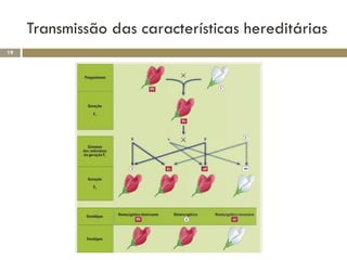 Transmissão das características hereditárias
19
 