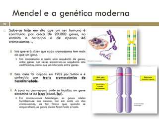 Mendel e a genética moderna
22

    Sabe-se hoje em dia que um ser humano é
     constituído por cerca de 20.000 genes, no
     entanto o cariotipo é de apenas 46
     cromossomas…

        Isto quererá dizer que cada cromossoma tem mais
         do que um gene.
            Um cromossoma é assim uma sequência de genes,
             entre genes por vezes encontram-se sequência não
             codificantes, como que um intervalo entre genes.


        Esta ideia foi lançada em 1902 por Sutton e é
         conhecida por teoria cromossómica da
         hereditariedade.

        A zona no cromossoma onde se localiza um gene
         denomina-se de locus (plural, loci).
            Em cromossomas homólogos os genes alelos
             localizam-se nos mesmos loci em cada um dos
             cromossomas, de tal forma que, quando se
             emparelham, os genes alelos ficam lado a lado.
 