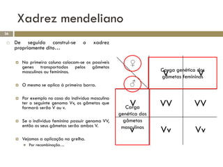 Xadrez mendeliano
26

    De seguida construi-se           o    xadrez
     propriamente dito…

        Na primeira coluna colocam-se os possíveis
         genes transportados pelos gâmetas
                                                          ♀
                                                                     Carga genética dos
         masculinos ou femininos.
                                                                     V              V
                                                                     gâmetas femininos
        O mesmo se aplica à primeira barra.              ♂
        Por exemplo no caso do indivíduo masculino
         ter o seguinte genoma Vv, os gâmetas que
         formará serão V ou v.
                                                          V
                                                         Carga       VV           VV
                                                      genética dos
        Se o indivíduo feminino possuir genoma VV,     gâmetas
         então os seus gâmetas serão ambos V.          masculinos
                                                          v          Vv            Vv
        Vejamos a aplicação na grelha.
            Por recombinação…
 
